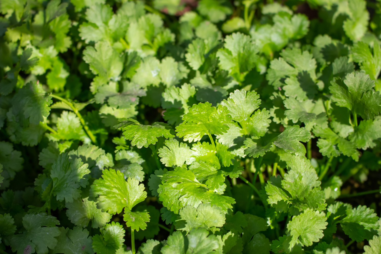 How to Companion Plant With Cilantro