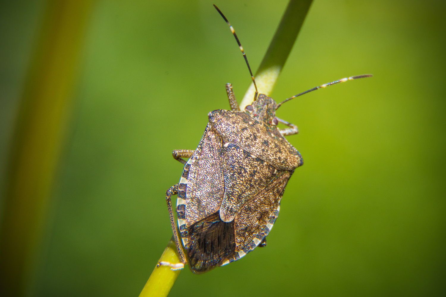 How to Get Rid of Stink Bugs in the Garden?