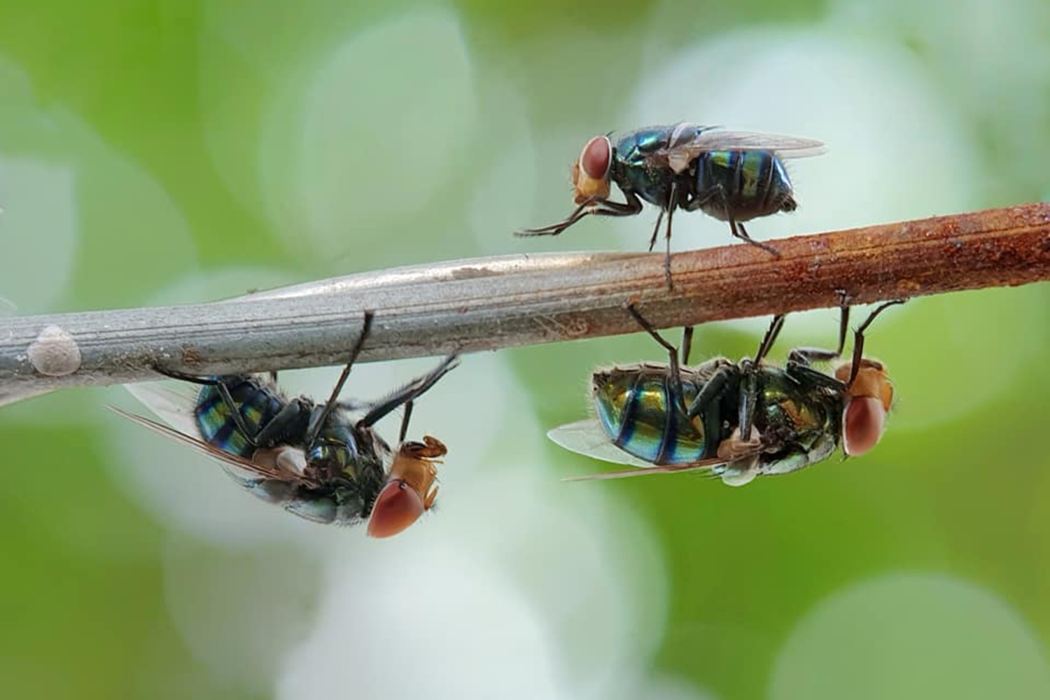 Fly deterrent online plant