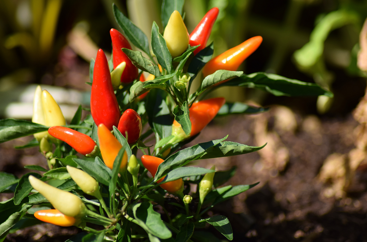 best fertilizers for peppers