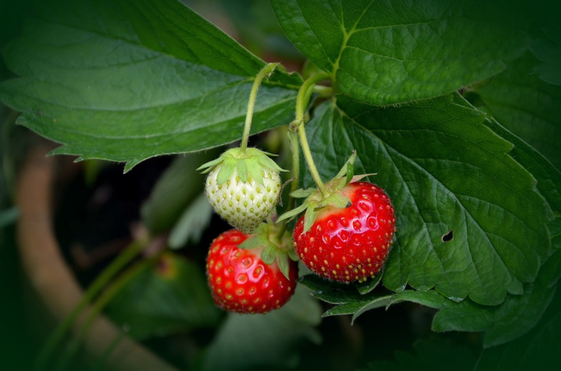 What is the Best Fertilizer for Strawberries