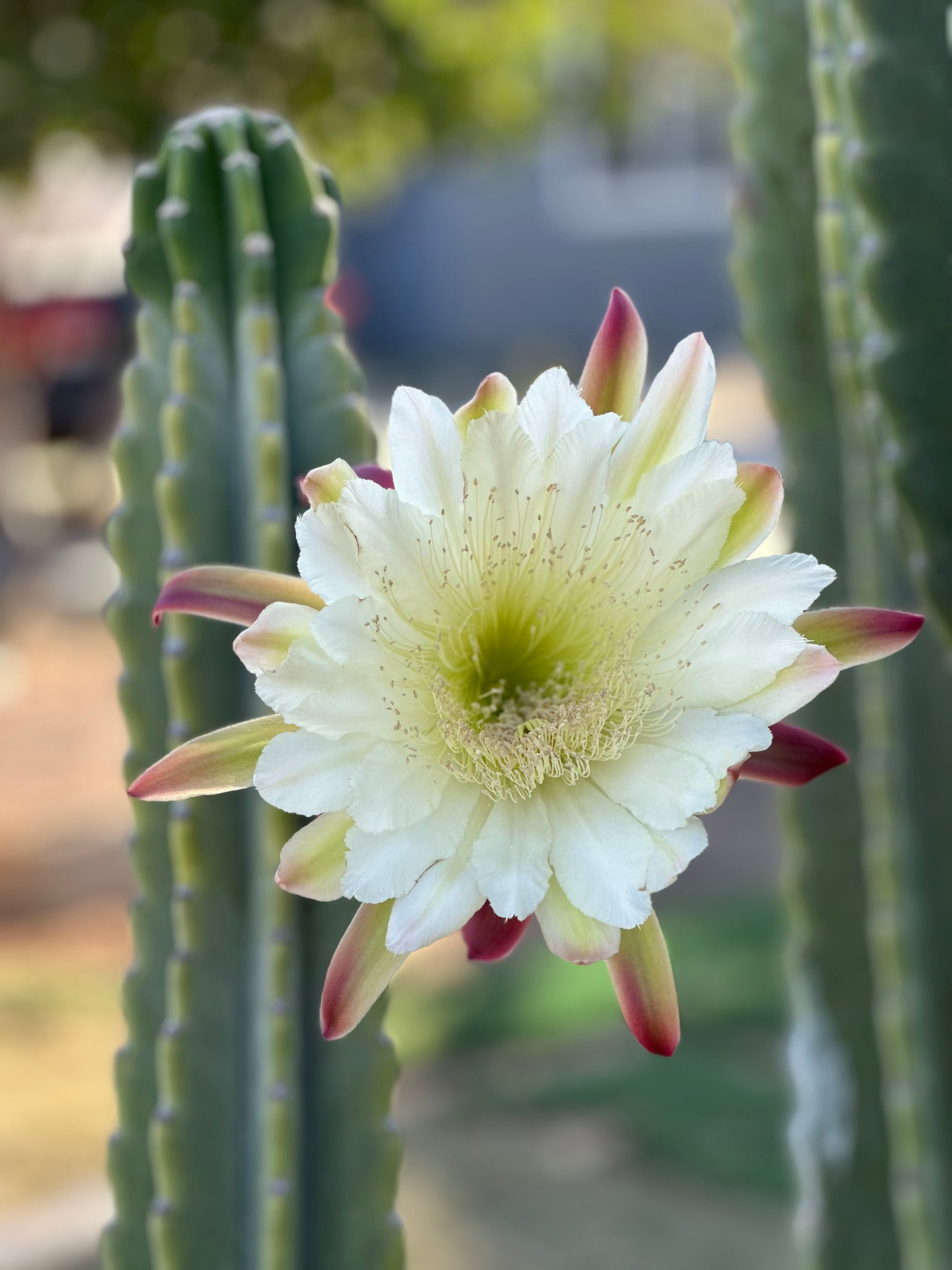 Flower Fertilizer 101: How to Choose, Apply, and Troubleshoot for Vibrant Blooms