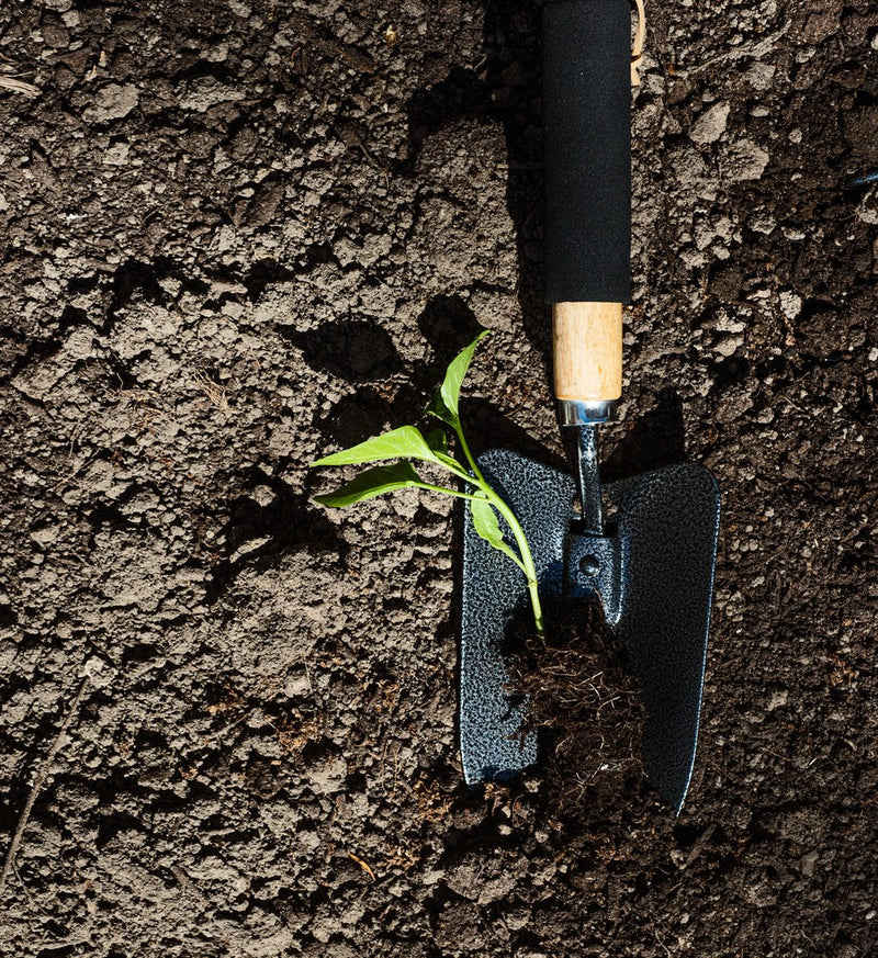 Garden Soil with a Shovel and New Seedling