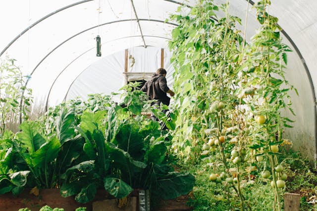 Man in Greenhouse with Mixed Vegetables