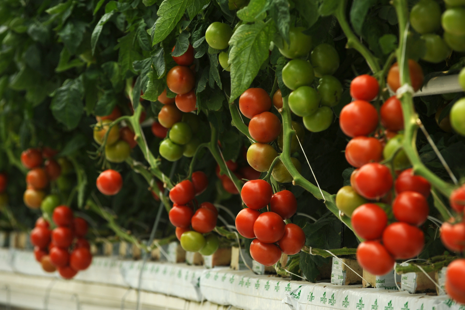 A Step by Step Guide to Growing Hydroponic Tomatoes