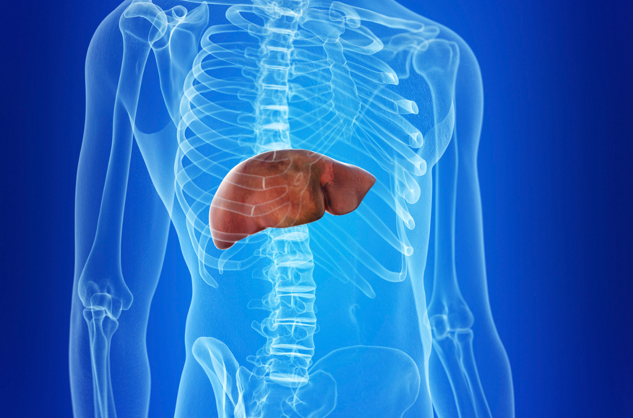 How to Restore Liver Health With MSM Powder – Greenway Biotech, Inc.