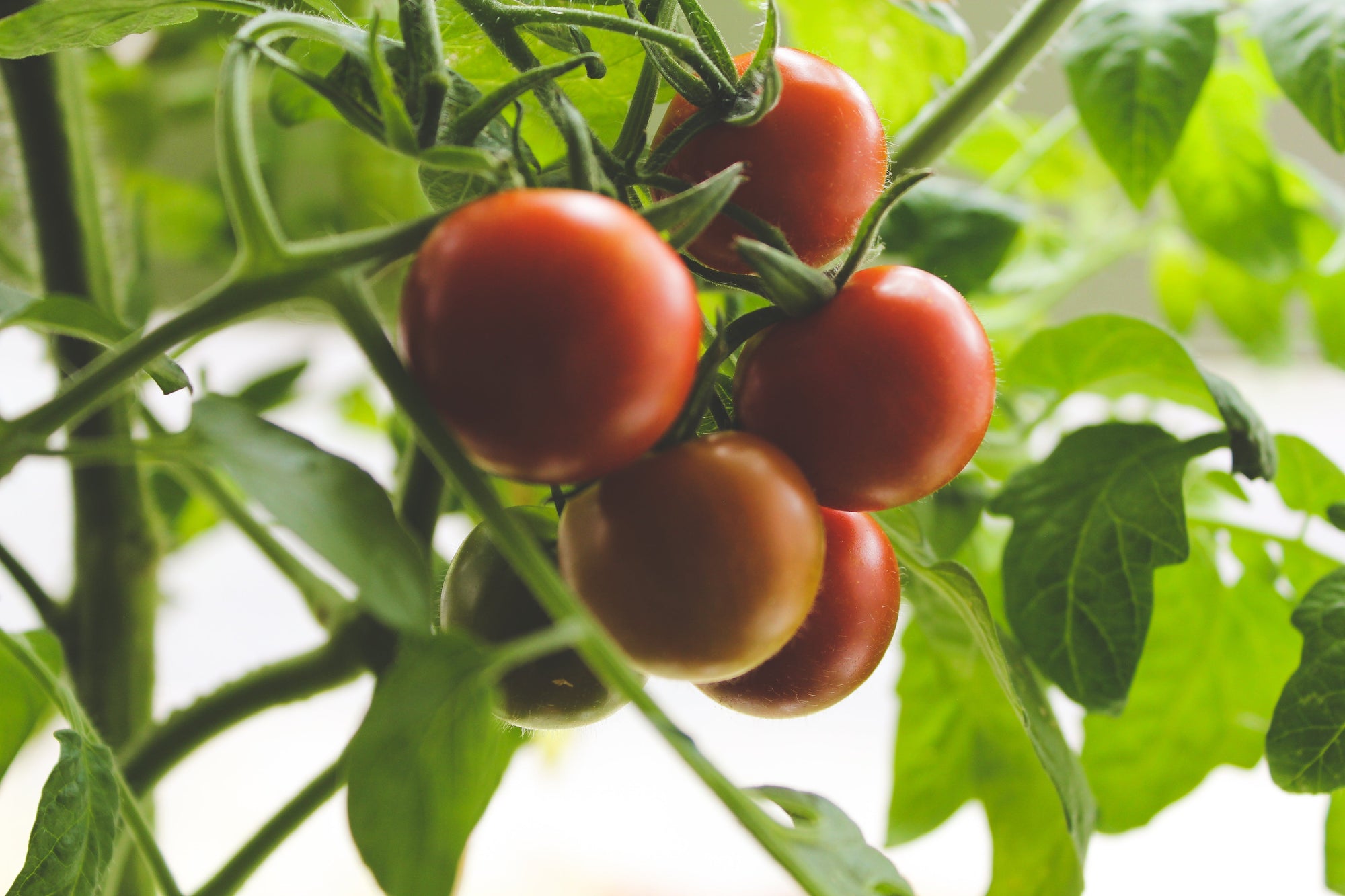 tomato plants