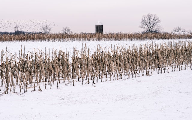 rows of crops that have died off surrounded by winter snow