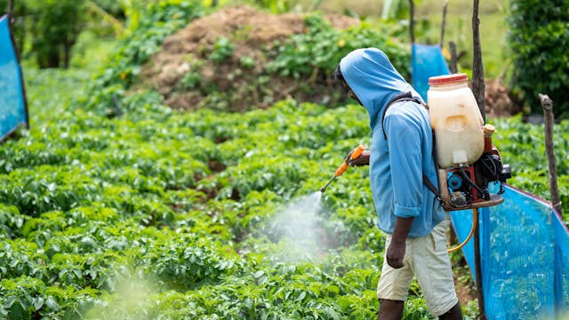 Man on Farm Spraying Sulfur Solution onto Plants