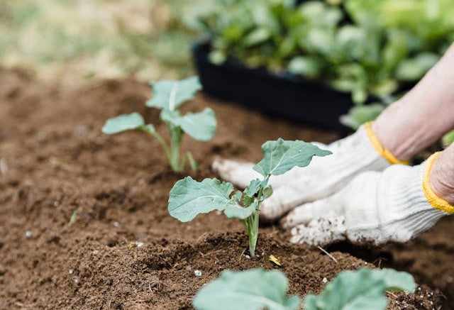 Planting a row of Vegetables