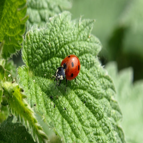 6 Friendly Bugs You Want in Your Garden – Greenway Biotech, Inc.