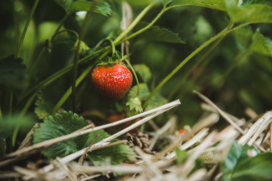 Ripe strawberry on plant