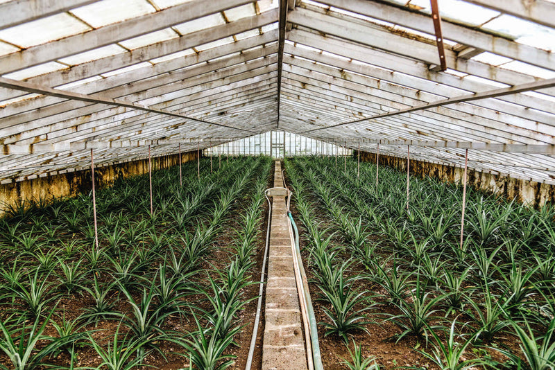 several plants in a greenhouse