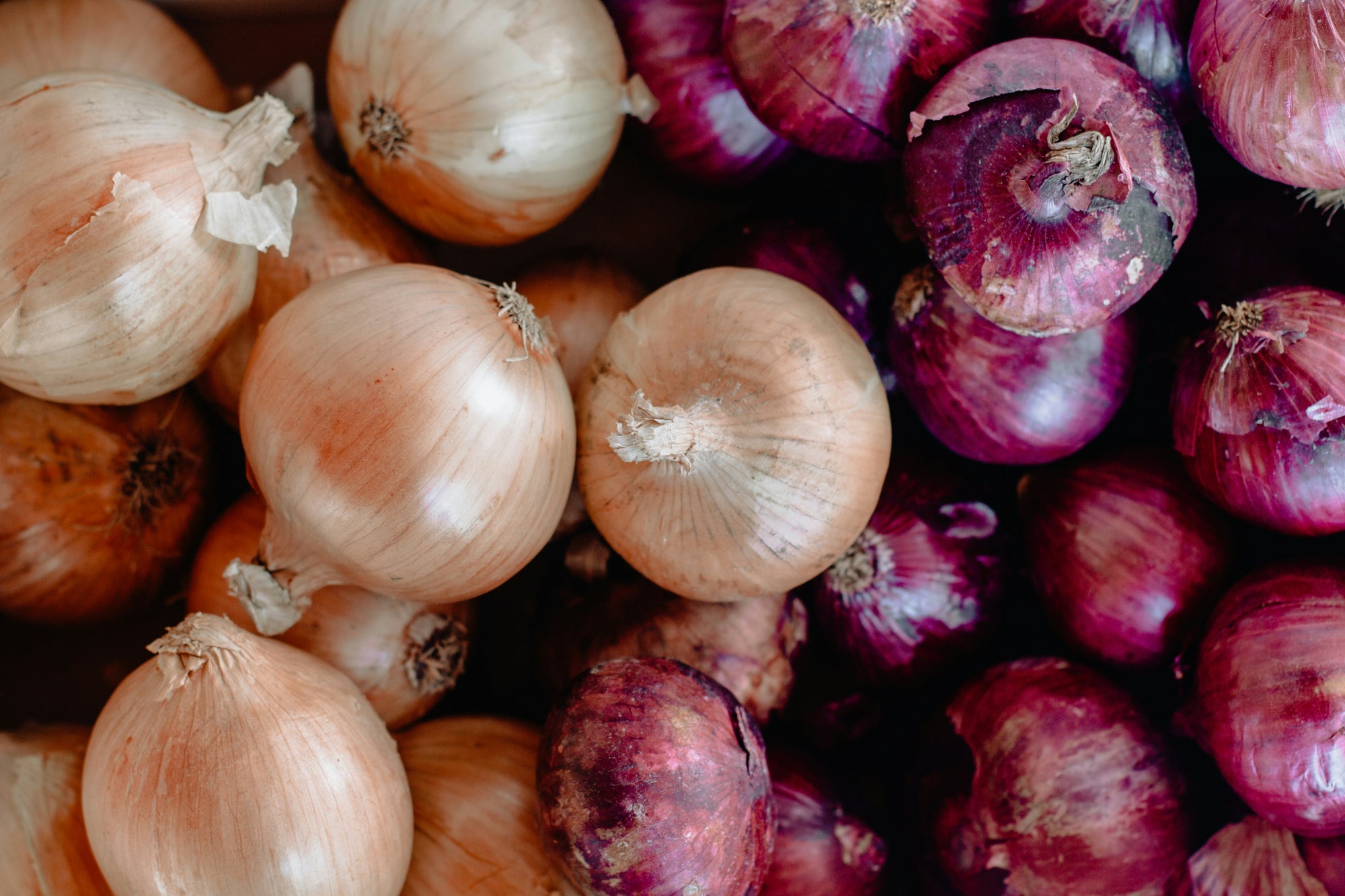 What is the Best Fertilizer for Onions? The Best Onion Fertilizer at Greenway Biotech