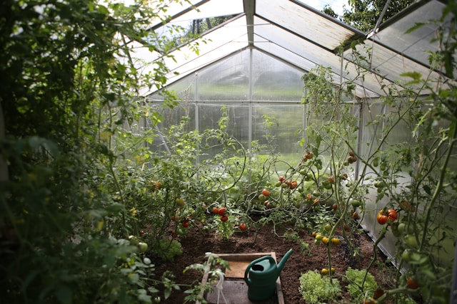 Greenhouse Garden with Tall Tomato Vines and a Table with a Green Watering Can in the Middle