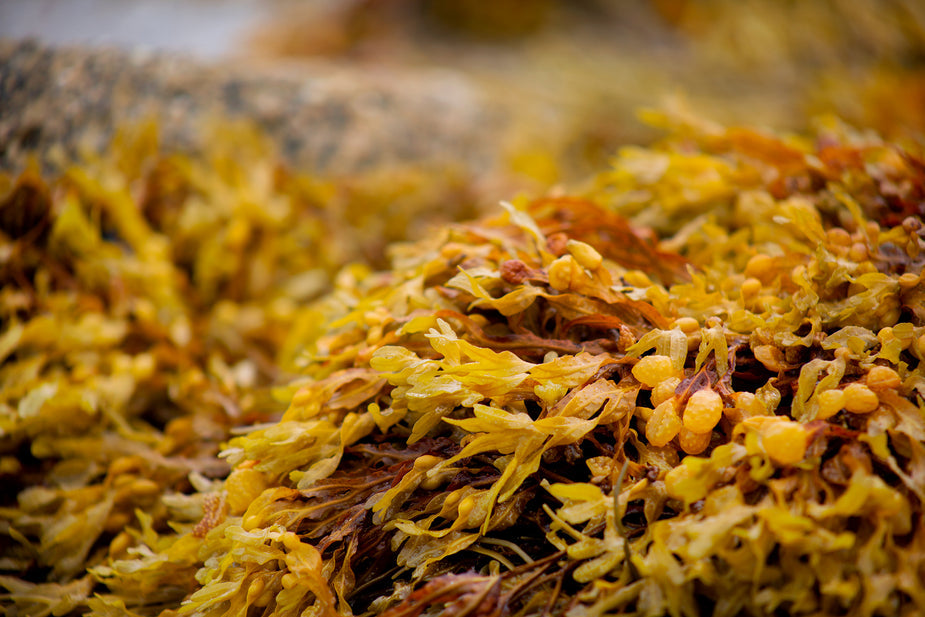 Yellow and brown seaweed (Kelp)