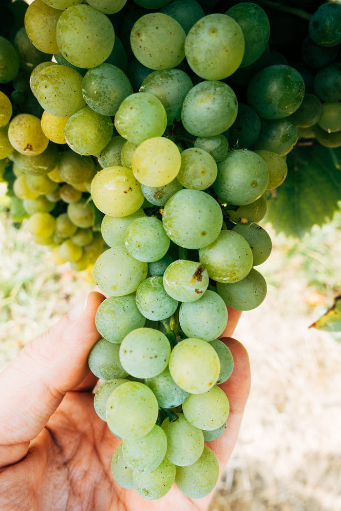 grapes on vine